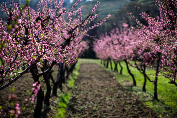 Peach tree blossom - 142181498
