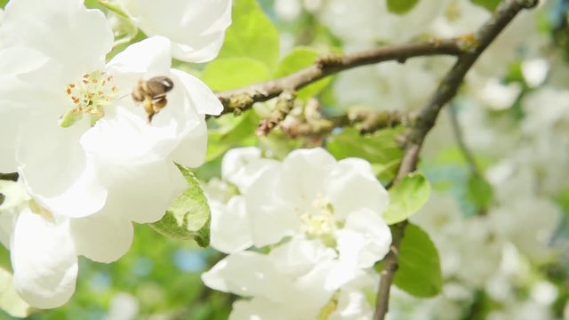 A bee collecting pollen from flowers of apple, slow motion