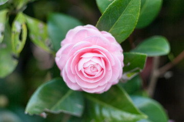pink camellia