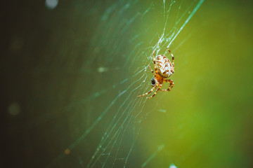 spider hanging on the web in a forest