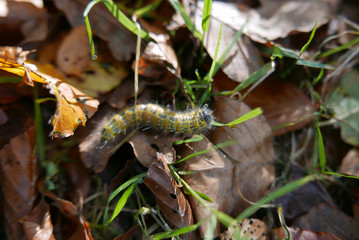automne