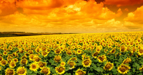 Fototapeta premium field of blooming sunflowers
