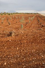 Plantación de olivos en viña