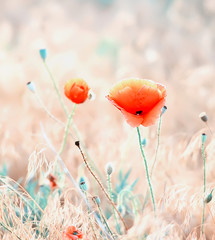 Naklejka premium Beautiful poppy flower in a meadow. Gentle sunlight. Very soft light background as artistic effect and idea. 