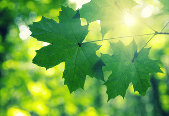 Green leaves and sun