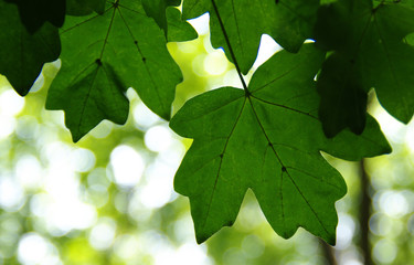 Green leaves on the green