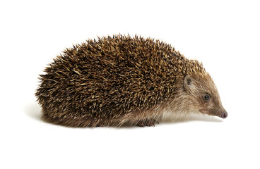 Hedgehog  isolated on white