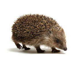 Hedgehog  isolated on white