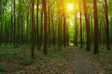 Obraz premium Forest with sunlight.