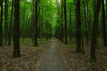 Trees in green forest