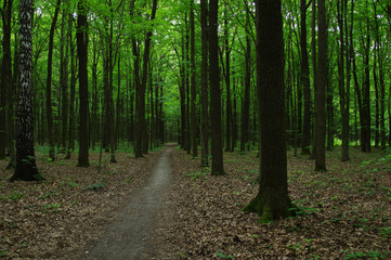 Fototapeta premium Trees in green forest