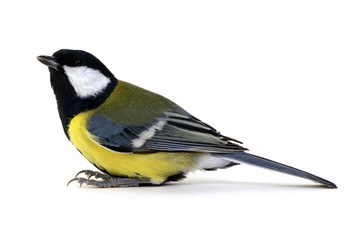 great tit, Parus major