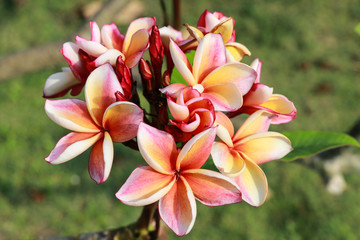 Plumeria flowers (plumeria).frangipani tropical flower, plumeria flower are bloom.