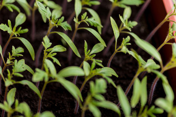 tomato seedlings growing in a greenhouse - selective focus, copy space
