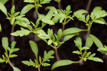tomato seedlings growing in a greenhouse - selective focus, copy space