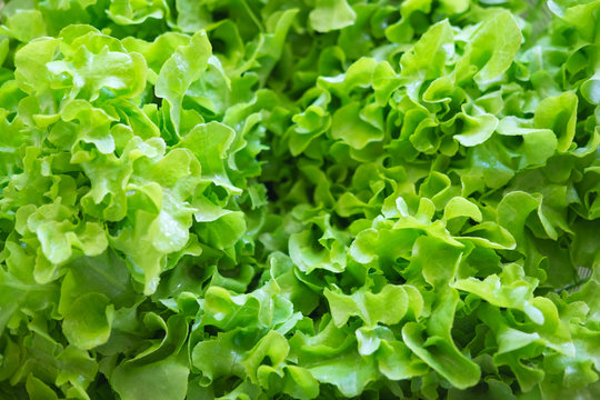 Green oak salad texture background