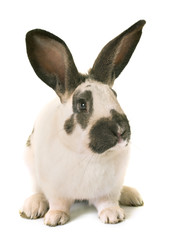 Checkered Giant rabbit
