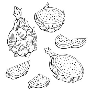 Pitaya Dragon Fruit Graphic Black White Isolated Sketch Illustration Vector