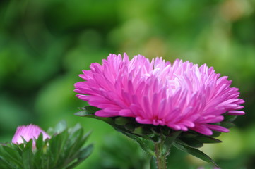 beauty flower, nature, flower garden