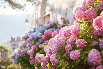  Pink, blue hydrangea flowers are blooming in spring and summer at sunset in town garden. - obrazy, fototapety, plakaty