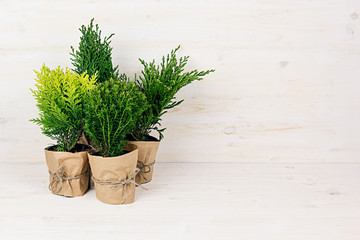 Home decoration of different young green conifer plants in pots with copy space on beige wood table.