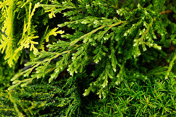 Young green branches thuya and junipers macro top view background.