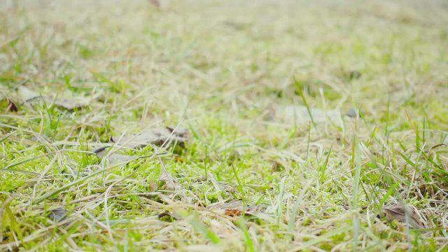 A frog jumping in the spring grass, slow motion
