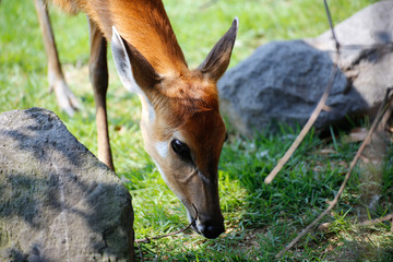 シタツンガ(Sitatunga)