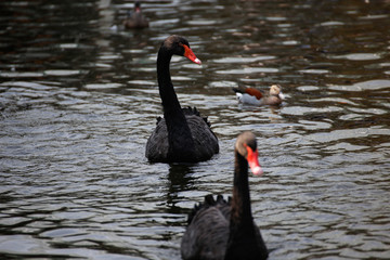 黒い白鳥(Black Swan)