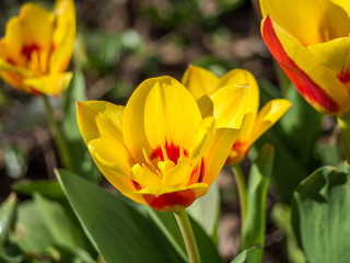 Gelbe Tulpen im Frühling