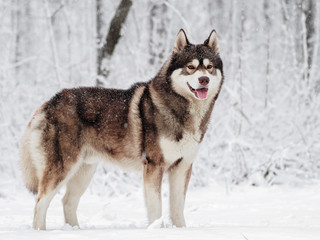 Brown Siberian husky standing in the snow in a snowy forest