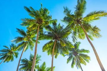 Fototapeta na wymiar Tropical palm trees