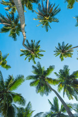 Obraz na płótnie Canvas Palm trees over sky background