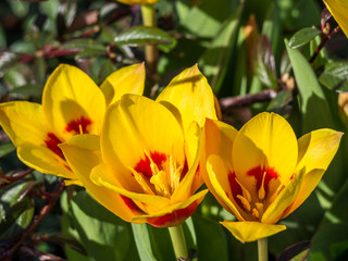 Gelbe Hybrid Tulpen