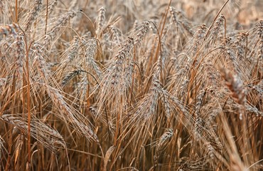 Fototapeta premium wheat ripe ears in the morning dew closeup background