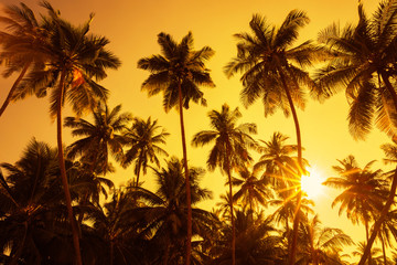 Obraz premium Palm trees silhouettes on tropical beach at summer warm vivid sunset time with clear sky and sun circle with golden rays