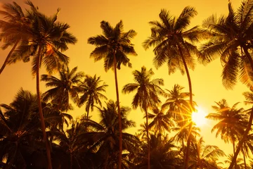 Papier Peint photo Lavable Palmier Palm trees silhouettes on tropical beach at summer warm vivid sunset time with clear sky and sun circle with golden rays
