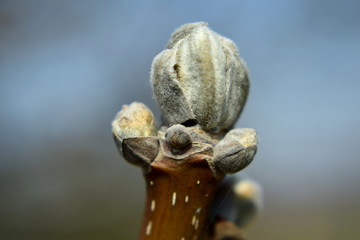 Spring. Bud. Walnut, juglans.