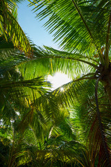 Tropical jungle palm trees leafs with sun shining through