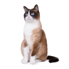 Snowshoe cat isolated on white background