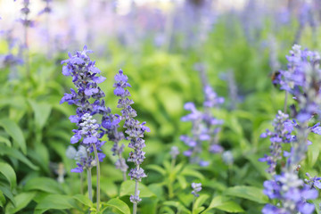 Fototapeta premium Lavender flowers are blossoming.