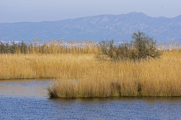 Lagoon in Aiguamolls de l'Emporda natural park.Catalonia.Spain