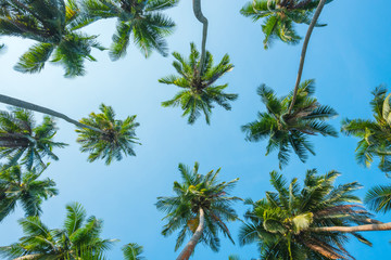 Palmen über Hintergrund des blauen Himmels