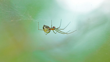 Araignée insecte accrochée à sa toile dans les bois,  Black Tailed Hammock Spider