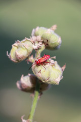 Red bug on dry leaf. Long Bodied bug.Scientific name Lohita grandis.