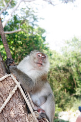 Wild Monkey Portrait