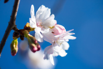 Springtime Blossom