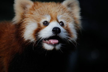 レッサーパンダ(Red Pand)