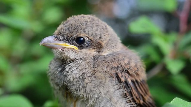 Closeup of a small bird - whitethroat fledgeling - peching on green tree twig in natural environment