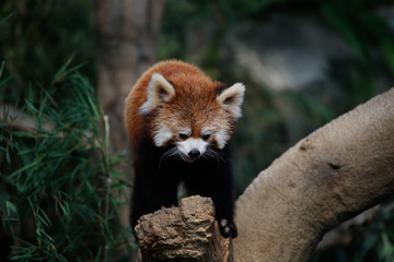 Naklejka premium レッサーパンダ(Red Pand)